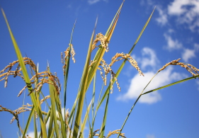 稲・コシヒカリ